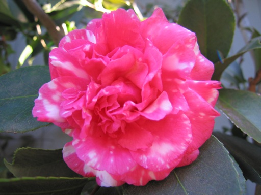 Flower Camellia