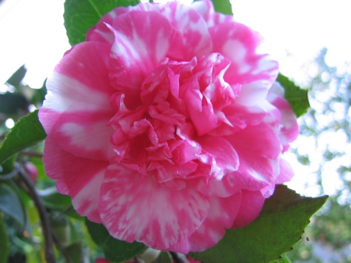 images of camellias