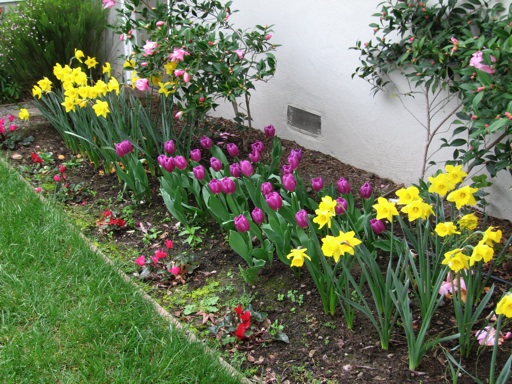 tulips-2008_m tulips-2008_m