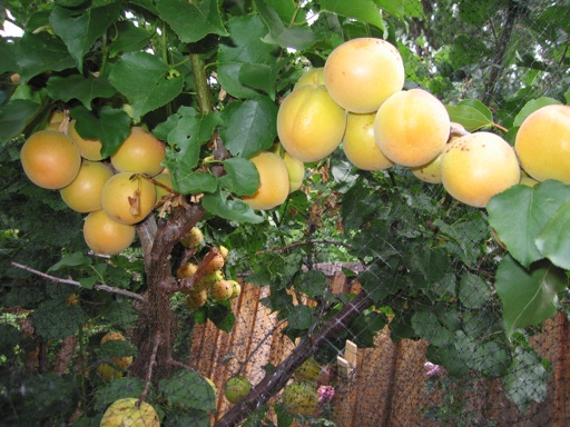 Fruit Trees and Berries