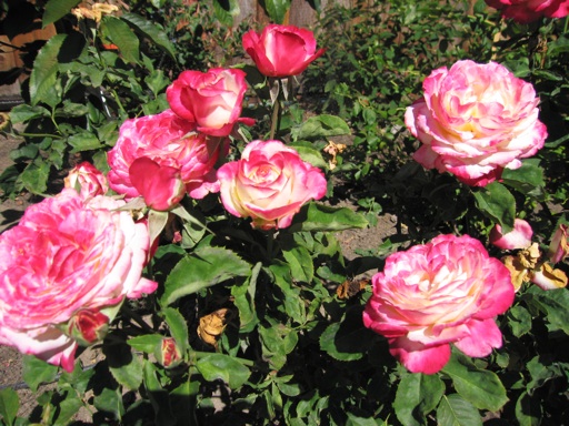 img_2362_m img_2362_m