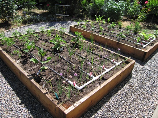 IMG_2805_mRAISEDBEDS