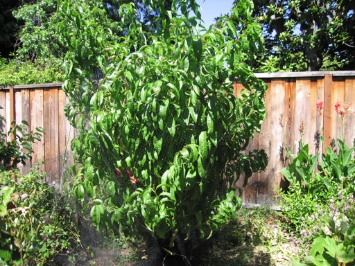 Puttering In The Garden » Fruit