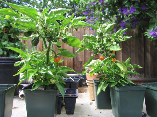 habaneros_m