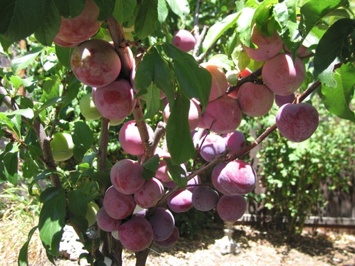 Pluot Tree