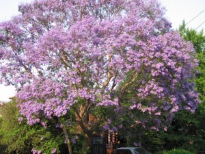 jacaranda puttering